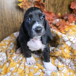 Rhaenyra - Black and white female Basset Hound puppy in Valley, Washington from Enchanted Valley Paws