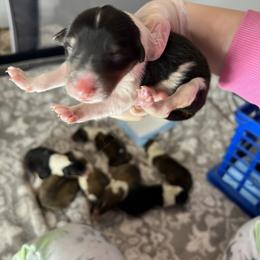 Collie Puppies from Jolly Collies