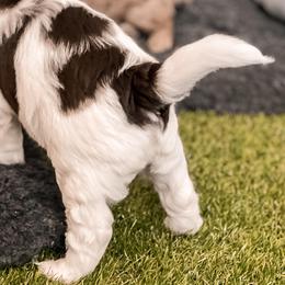 Goldendoodle Puppies from The Dood Effect