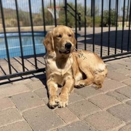 Golden Retrievers from KZAAM Golden Retreiver Of Arizona