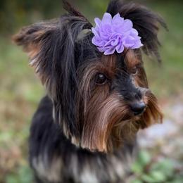 Sahara - Yorkshire Terrier
