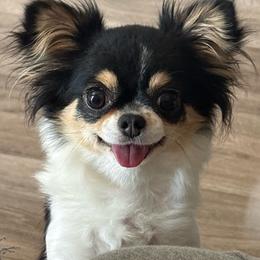 Flora - Chihuahua