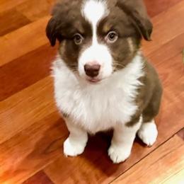 Miniature American Shepherd Puppies from Greenwood Acres Kennel