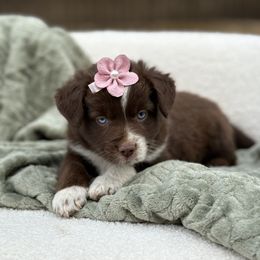 Miniature American Shepherd and Miniature Australian Shepherd Puppies from ATX Mini Aussies
