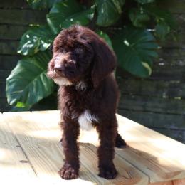 Dove (Beige) - Chocolate female Goldendoodle puppy in Palmetto Bay, Florida from SOMIDOODLES