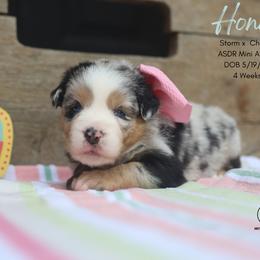 Honor- Blue Merle Female - Blue merle female Miniature Australian Shepherd puppy in Nacogdoches, Texas from TK Standard, Mini, & Toy Aussies