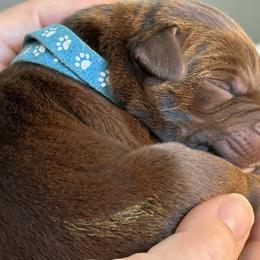 Labrador Retriever Puppies from North Star Retrievers