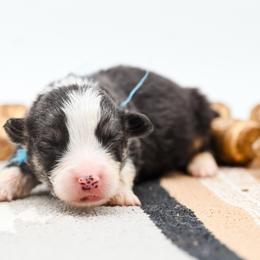 FROST - Black and tan male Pembroke Welsh Corgi puppy in Mona, Utah from Sorensen Corgis