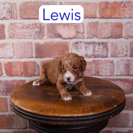 Lewis - Red  male Goldendoodle puppy in Calhoun, Georgia from Happy Top Doodles