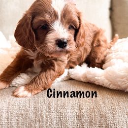 Cinnamon - Red Cavapoo puppy in Tolleson, Arizona from Pixie Dust Cavaliers