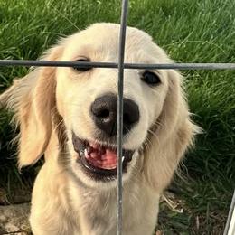 Marley - Dachshund