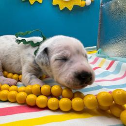 Picnic - White and black female Dalmatian puppy in Melrose, New Mexico from ECMO Farm Dalmatians & Labrador Retrievers