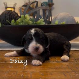 Daisy - Black tri-color female Aussiedoodle puppy in Cartersville, Georgia from Simply Blessed Doodles