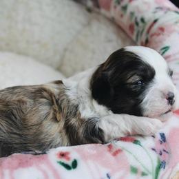 Bruiser - Brown male Shichon puppy in Pennsylvania from Manor Hills Shih Tzus