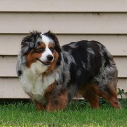 Teya - Miniature Australian Shepherd