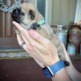 Blue (Bluey) - Fawn male French Bulldog puppy in Rochester, Washington from Frenchie Bulldog Kisses
