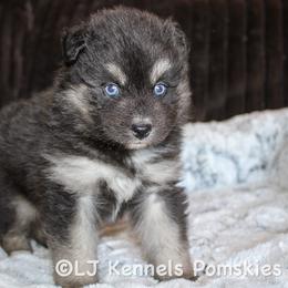 Baguette - Wolf sable male Pomsky puppy in Centerville, Iowa from LJ Kennels Pomskies, LLC