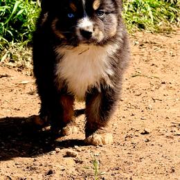 Reef - Black tri-color male Australian Shepherd puppy in Mineral Wells, Texas from A6 Australian Shepards