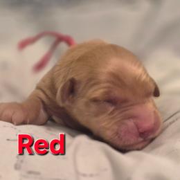 Red - Dark golden female Golden Retriever puppy in Taft, Tennessee from McGraw's Fetching Pups