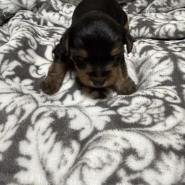 Boy 2 - Black and tan male Yorkshire Terrier puppy in Dennard, Arkansas from Leamarr Farms Yorkies