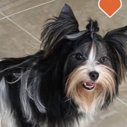 Sophie - Biewer Terrier