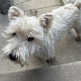 Toby - West Highland White Terrier
