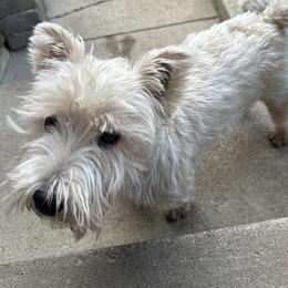 Toby - West Highland White Terrier