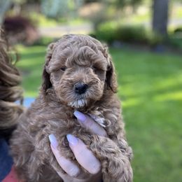 Maltipoo Puppies from Jessica's Maltipoos