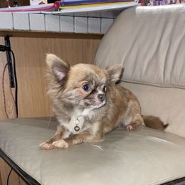 Dumplin - Chihuahua