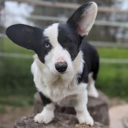 Velvet - Black and white female Cardigan Welsh Corgi puppy in Garrett, Indiana from Chloe's Colorful Corgis