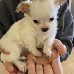 Chihuahua Puppies from Petite Pups