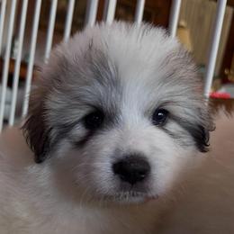 Laura - White and badger female Great Pyrenees puppy in Murfreesboro, Tennessee from Storybook Tails Farm