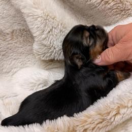 Dobi - Black and tan female Shih Tzu puppy in Citrus Heights, California from The Lion dog Shih Tzu