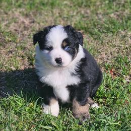 Cherokee - Black tri female Miniature Australian Shepherd puppy in Orrtanna, Pennsylvania from Mountain Top Shepherd's