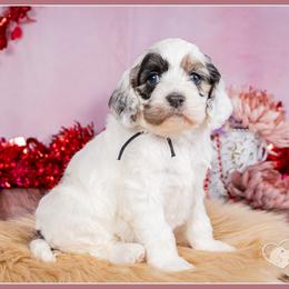 Sarafina - Merle female Cockapoo puppy in Connersville, Indiana from Deaz Doodle Ranch