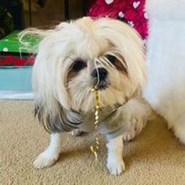 Shih Tzus from Samantha's Shih Tzus