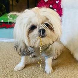 Shih Tzus from Samantha's Shih Tzus