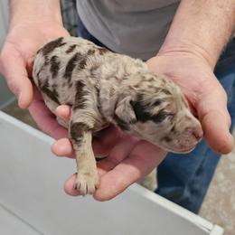 Coco - Merle male Labradoodle puppy in Calvert City, Kentucky from Pawpaws Doodles