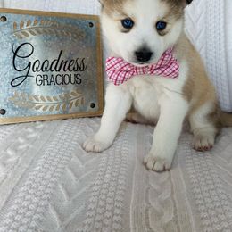 Pomsky Puppies from Goodness Gracious Pomskies