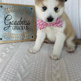 Pomsky Puppies from Goodness Gracious Pomskies