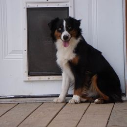Miniature Australian Shepherd and Toy Australian Shepherd Puppies from Caprock Mini & Toy Aussies