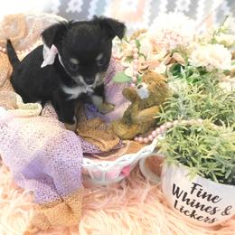 Chihuahua Puppies from Fine Whines & Lickers