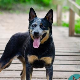 Rylee - Australian Cattle Dog