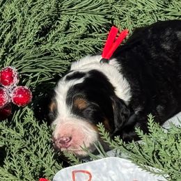 Rose - Tri-color female Bernedoodle puppy in Wilkesboro, North Carolina from Bernedoodle Love Puppies