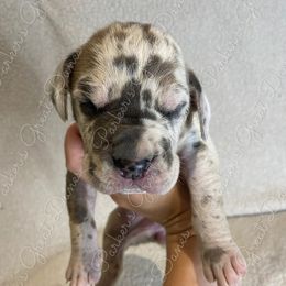 Great Dane Puppies from Parker's Great Danes