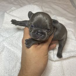 Tiny - Blue fawn French Bulldog puppy in Houston, Texas from Blasé French Bulldogs