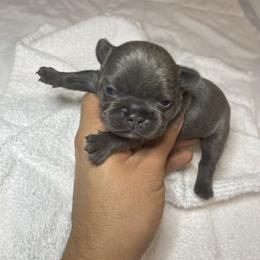 Tiny - Blue fawn French Bulldog puppy in Houston, Texas from Blasé French Bulldogs