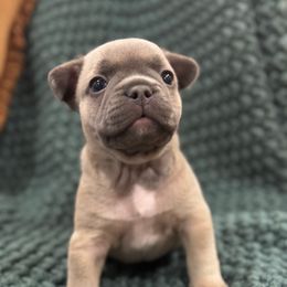 Moto moto - Blue French Bulldog puppy in Wilkes County, North Carolina from Carolina High Country Frenchies