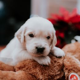 Boy 1 - Golden Retriever puppy in Byron Center, Michigan from Little House on the Farmie