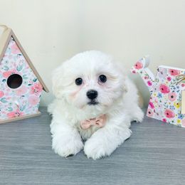 Jasper - White male Companion Cross puppy in Morehead, Kentucky from Paw Perfect Pets
